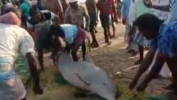 Fishermen release two rare species of dolphins