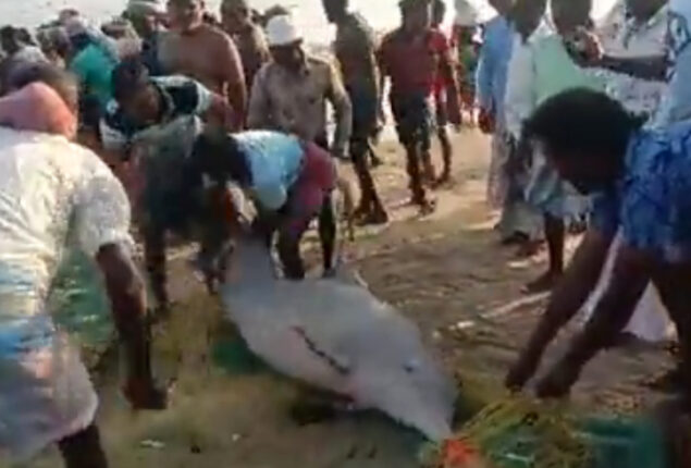 Fishermen release two rare species of dolphins