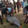 Fishermen release two rare species of dolphins