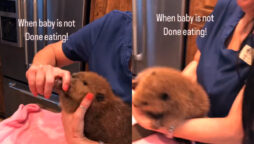 Watch viral: Baby beaver grabs to food in this adorable video