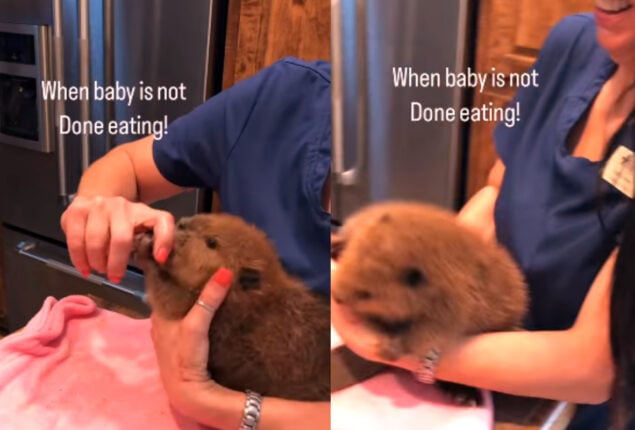 Watch viral: Baby beaver grabs to food in this adorable video