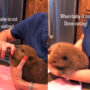 Watch viral: Baby beaver grabs to food in this adorable video