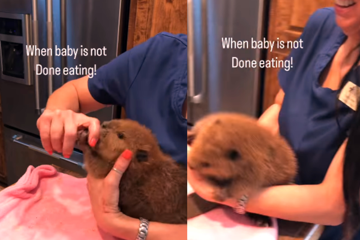 Baby grabs food