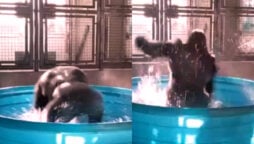 Gorilla dancing in tub