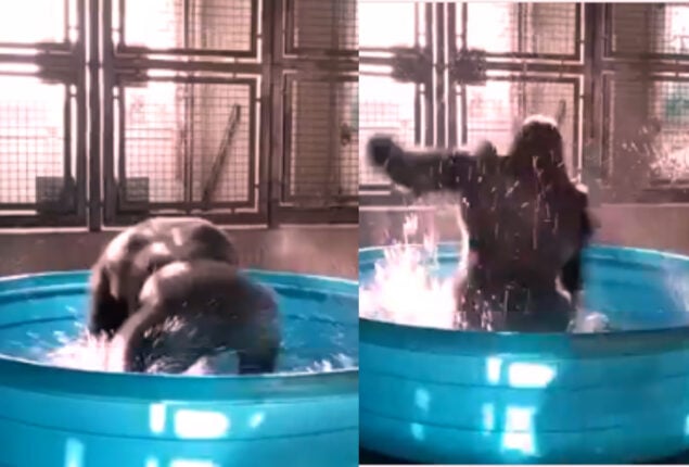 Gorilla dancing in tub