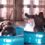 Watch viral: Gorilla dancing in tub gets viral