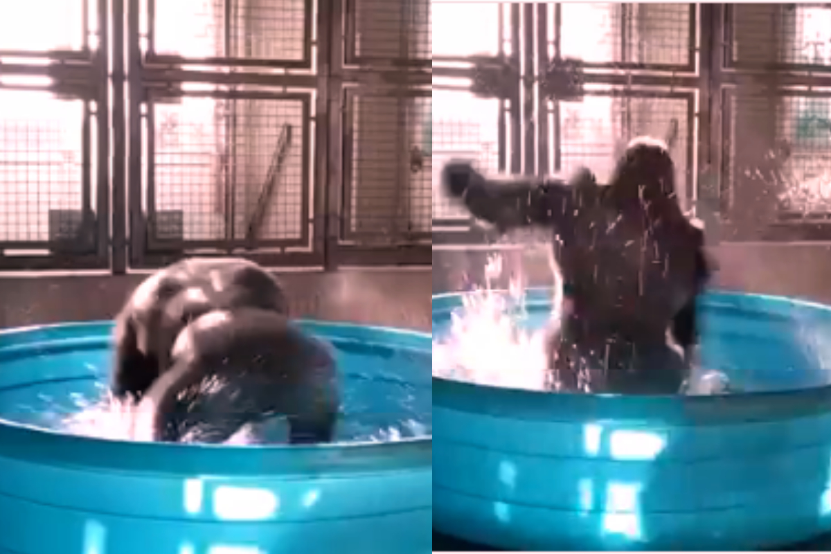 Gorilla dancing in tub