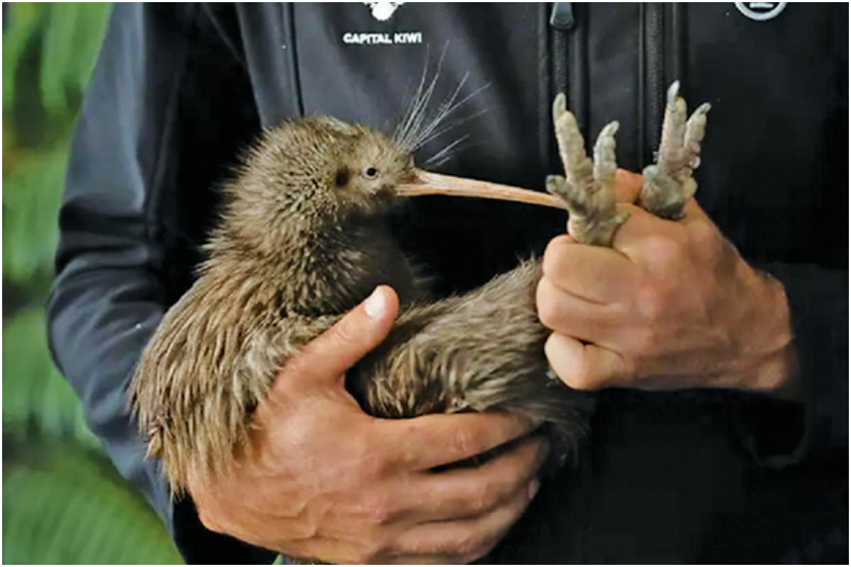 NZ national bird