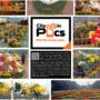 Chrysanthemum Flower Exhibition 2022