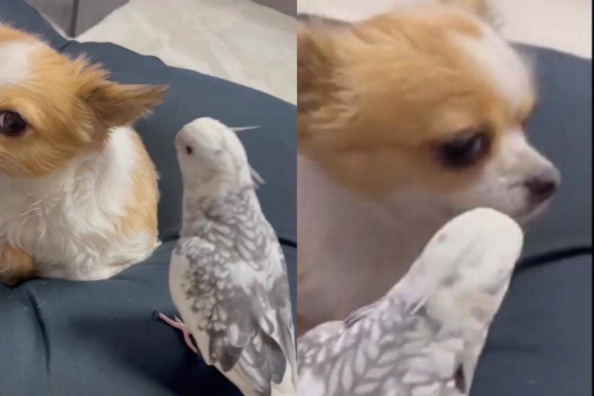 Bird plays Jingle Bells