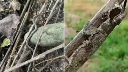 Forest officer shows how insects camouflage for defence