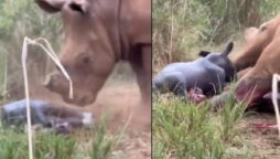 Mother Rhino Gives Birth To A Healthy Calf: Viral Video