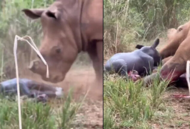Mother Rhino Gives Birth To A Healthy Calf: Viral Video