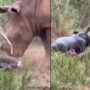 Mother Rhino Gives Birth To A Healthy Calf: Viral Video
