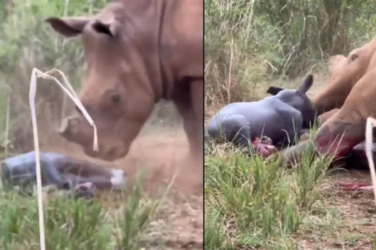Mother Rhino Gives Birth