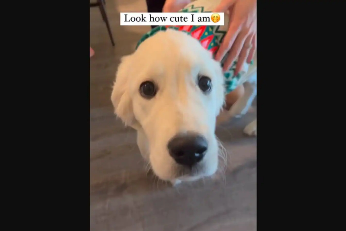 Humans give puppy a Christmas sweater