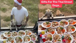 Thailand guy cooks and gifts stray dogs on Christmas – Watch