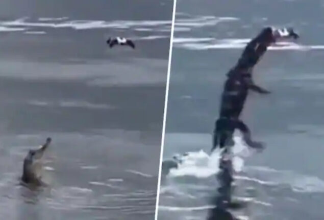Alligator leaps in water