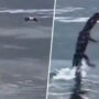 Alligator leaps in water to seize a drone, stunning netizens: Watch