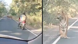 Biker and tiger encounter will make you tremble: Viral Video