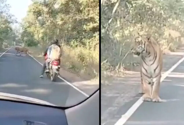 Biker and tiger encounter