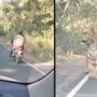 Biker and tiger encounter will make you tremble: Viral Video