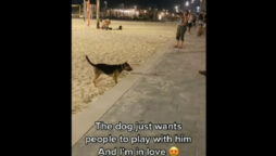 Dog at beach with ball to play fetch with passers-by: Video