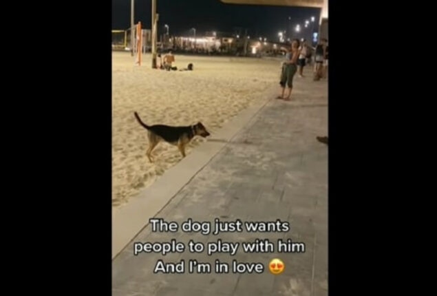 Dog at beach