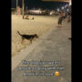 Dog at beach with ball to play fetch with passers-by: Video