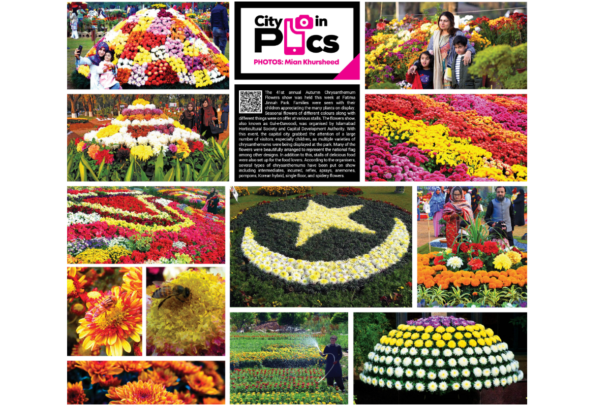 Autumn Chrysanthemum Flowers show