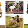 Dancing Horses