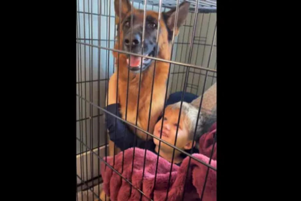 Child and German Shepherd