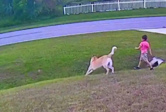 Pet dog defend brother