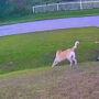 Pet dog defend brother from neighbour dog, netizens praise: Watch