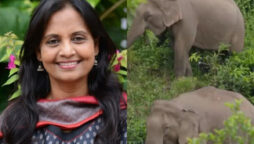 IAS officer looks to tigers and elephants for ‘new year lessons’