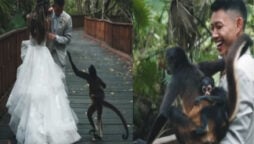 Baby monkey crashes wedding photoshoot, snap with couple