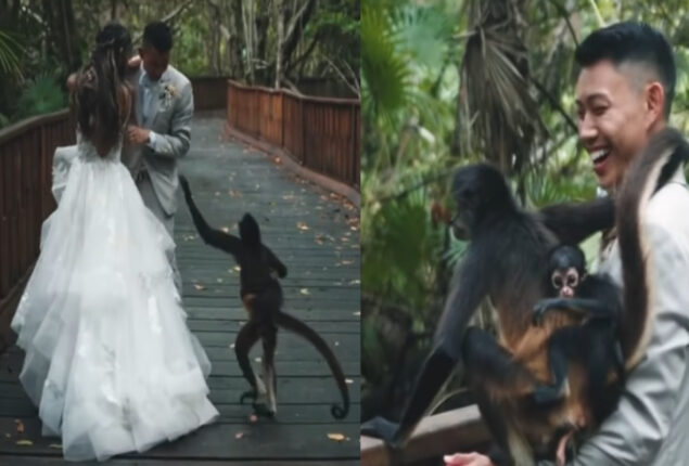 Baby monkey crashes wedding