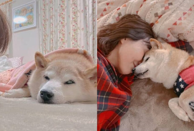 Shiba inu Kabosu who inspired ‘doge’ suffers with leukaemia