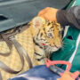 Mexico cops finds tiger cub in car boot