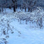 Optical Illusion: Find dog in 15 secs and you’re puzzle champion