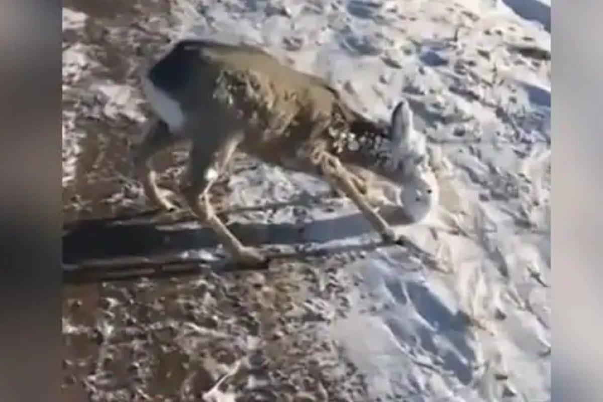 Deer Face