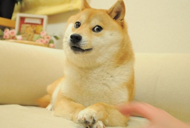 Dogecoin dog achieves incredible recovery