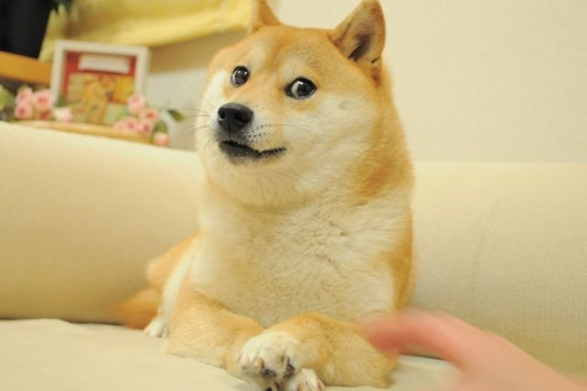 Dogecoin dog