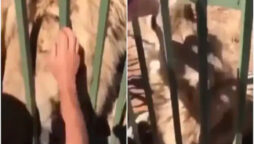 Terrifying lion attack on a man in zoo goes viral