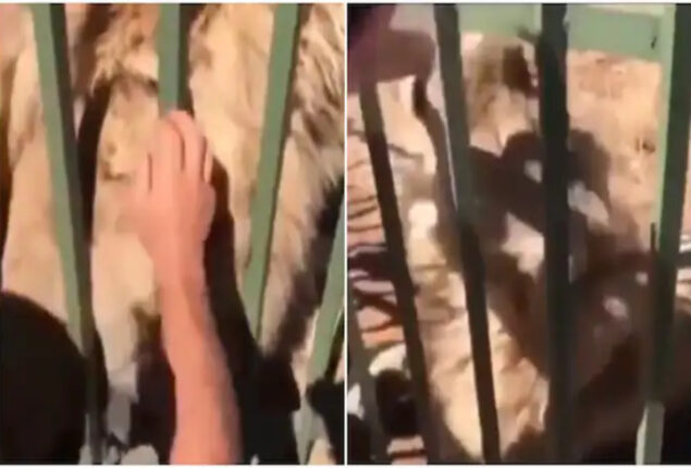 Terrifying lion attack on a man in zoo goes viral