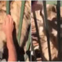 Terrifying lion attack on a man in zoo goes viral