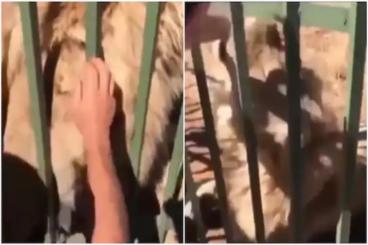 Terrifying lion attack on a man in zoo goes viral