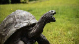 Jonathan, the world's oldest tortoise, turns 190