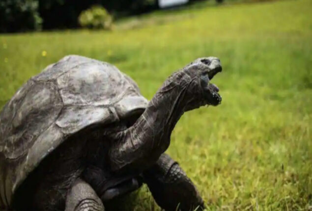 Jonathan, the world’s oldest tortoise, turns 190