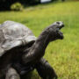 Jonathan, the world’s oldest tortoise, turns 190